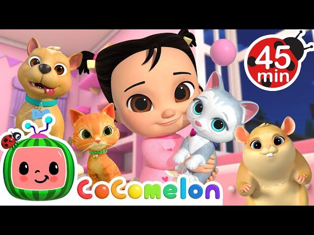 CoComelon Pet Animal Medley with Bingo & Jellybean!  + MORE CoComelon Nursery Rhymes & Songs