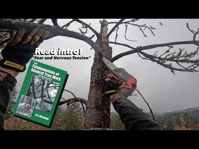 Conquering Fear: How I Stay Calm on a Tall, Dead, Tree.