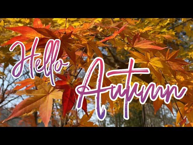  Hello Autumn | Fall Foliage | Autumn in Seoul | Autumn Leaves | South Korea