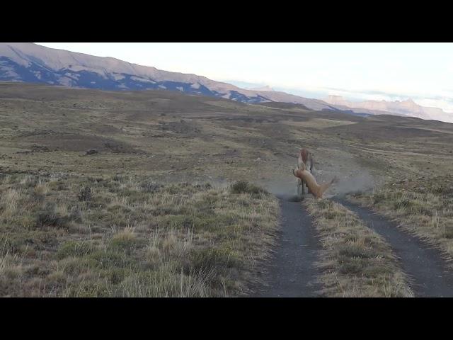 Puma stalking and killing a Guanaco in Torres del Paine National Park, southern Chile