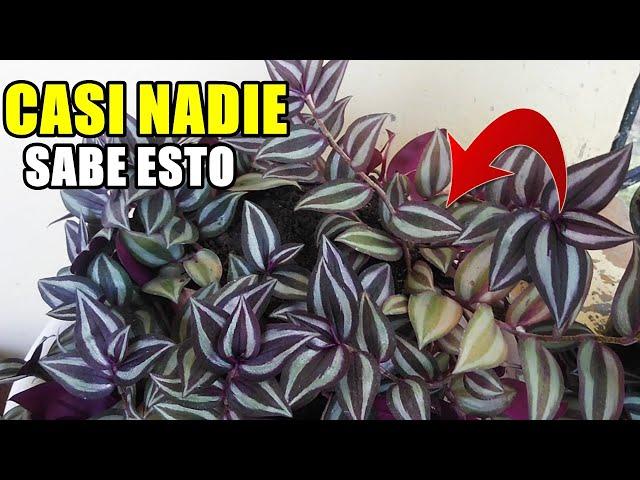 Si no tienes esta PLANTA en tu casa,te Arrepentirás después de saber esto/