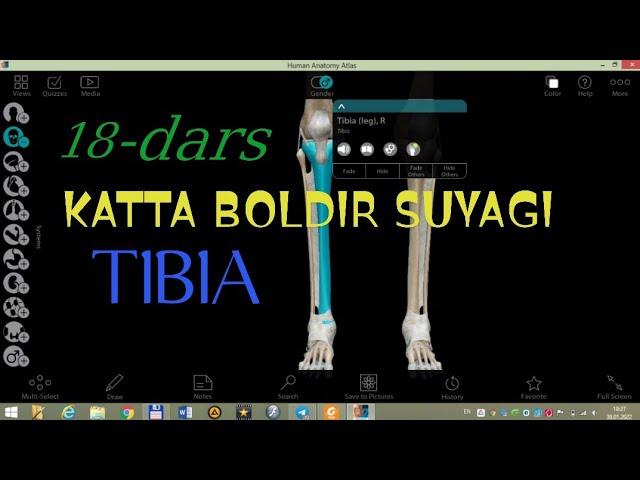 BOLDIR SUYAKLARI. KATTA BOLDIR SUYAGI. TIBIA. Большеберцовая кость. KATTA BOLDIR SUYAGI TUZILISHI