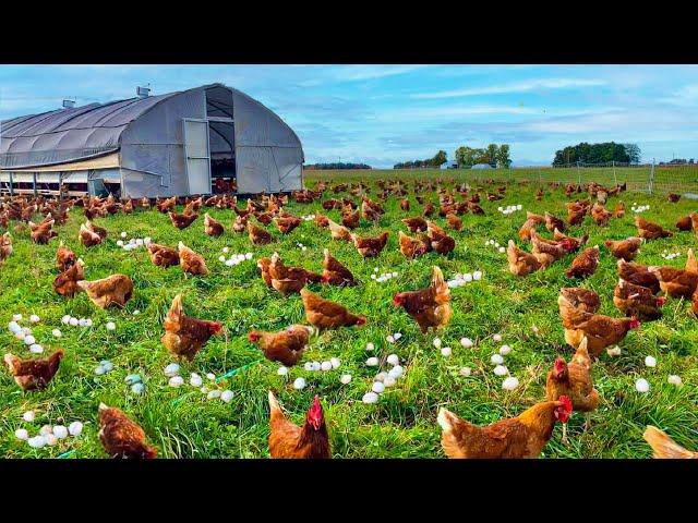 How To Raising Millions of Free Range Chicken For Eggs and Meat - Chicken Farming - Meat Factory