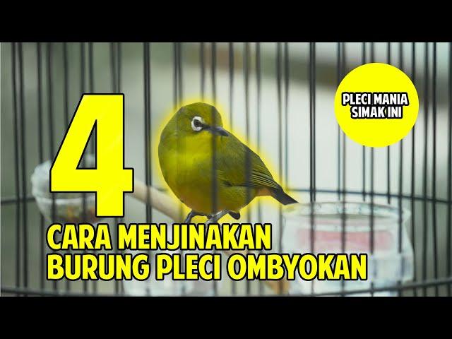 CARA MENJINAKAN PLECI ‼️PLEMAN WAJIB TAU