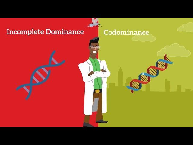 Genetics Basics: Difference between Codominance and Incomplete Dominance