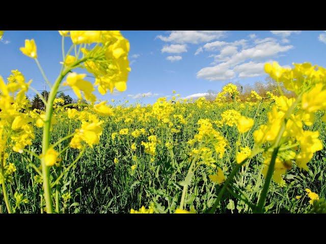 Yellow Mustard Flower Fields | The Beauty of Yellow Mustard Flowers 