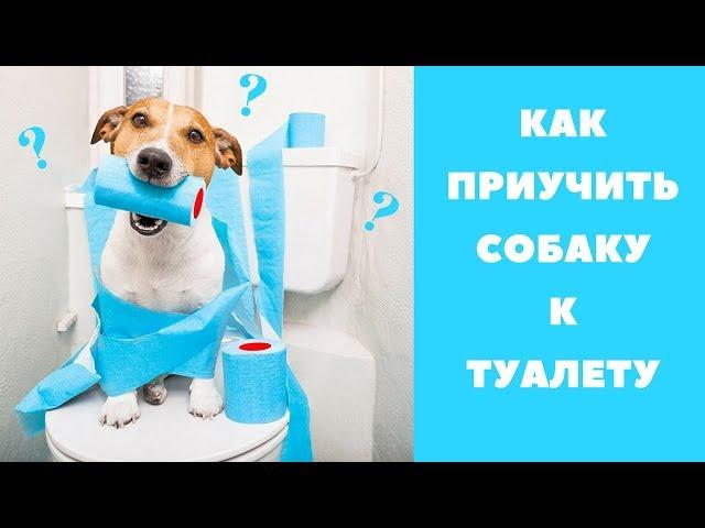 КАК ПРИУЧИТЬ СОБАКУ К ТУАЛЕТУ | ПРИУЧАЕМ К ПЕЛЕНКЕ |  ПЕРВЫЕ ПРОГУЛКИ НА УЛИЦЕ