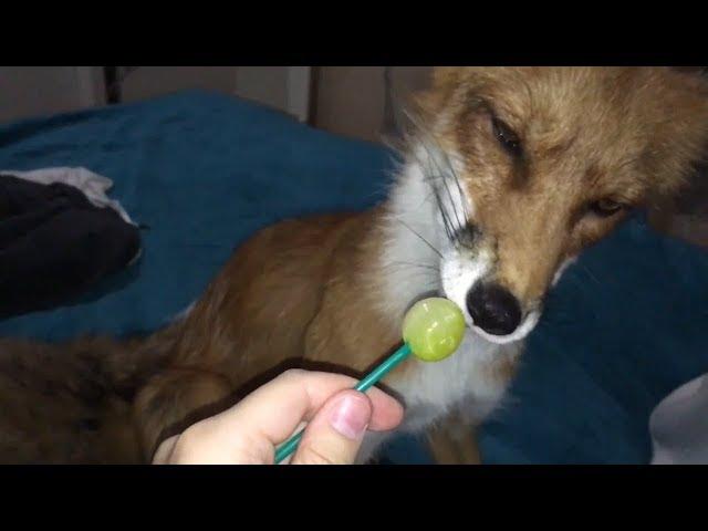 Tiki the fox this summer (various days)