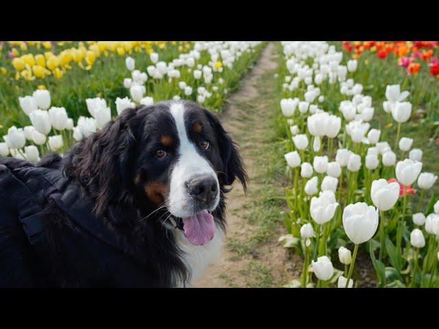 Visit beautiful tulip field with Bernese Mountain Dog