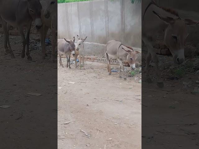 Donkeys go through the street of the house #animals #donkey #shortvideo #shorts #short #viralvideo