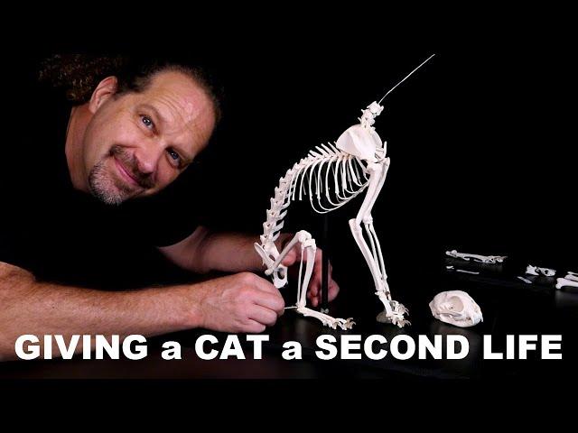 Giving a Cat a Second Life / Skeleton Articulation Kitten Pet Memorial Veterinary Anatomy Science