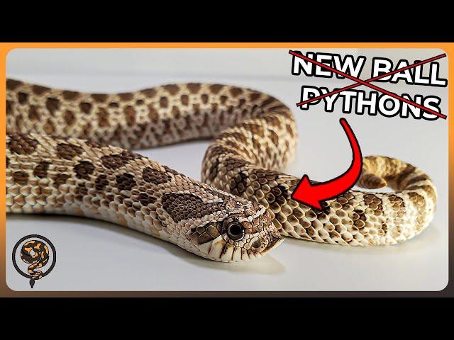 Are we DONE Breeding Ball Pythons? - Showing All our Western Hognoses