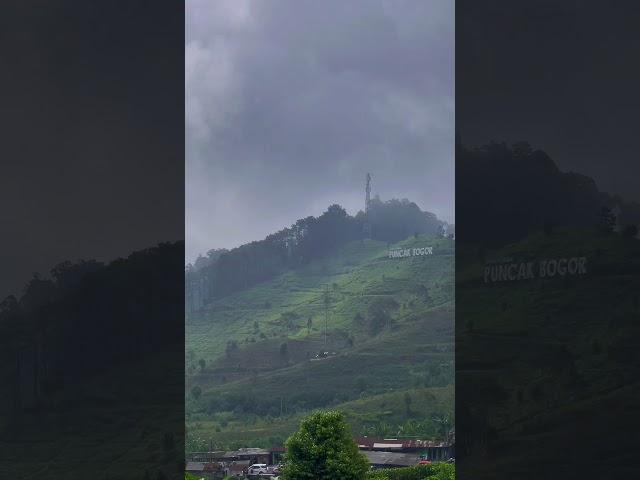 suasana di kebun teh yang dingin