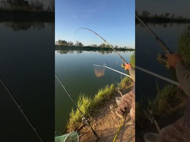 рыбалка на сазана