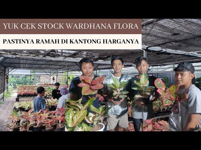 AGLAONEMA DI WARDHANA FLORA SUDAH PASTI HARGANYA NYAMAN DI KANTONG !!!