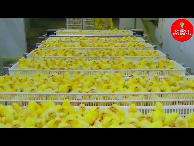 AMAZING FULL PROCESS OF MODERN HIGH-TECH CHICKS HATCHERY, MODERN POULTRY HATCHERY TECHNOLOGY-FARMING