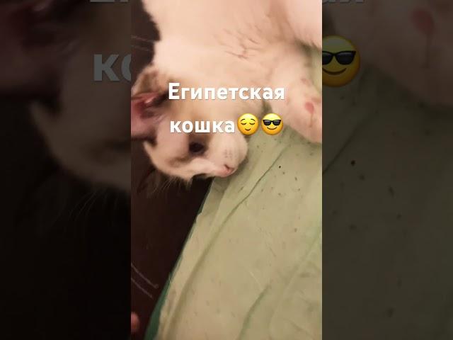 Египетская кошка #tiktok #trending #рекомендации #shortsvideo #shorts #short #россия #shortsfeed