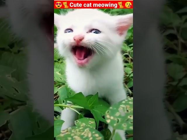 Cat Meowing|Cat Sound| Cute Cat Videos #shorts #cat #cats #dog #puppy #catlover #catfunnyshorts