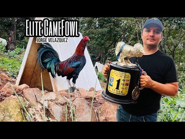 Elite Gamefowl - Jorge Velázquez