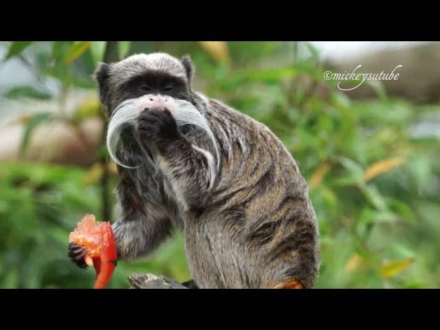 Emperor Tamarin Eating