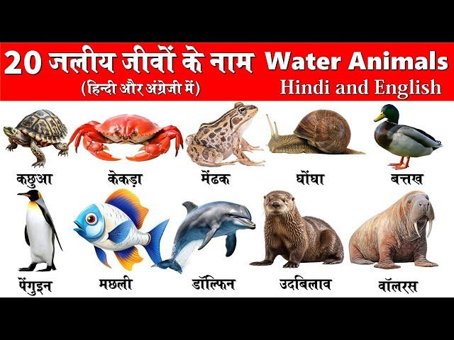 20 Water Animals Name in Hindi and English | पानी में रहने वाले जीवों के नाम | Water Animals |