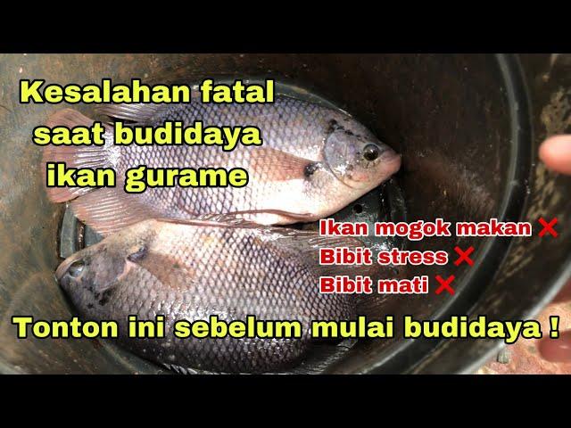 Cara Budiaya Ikan Gurame - Penyebab Kegagalan Budidaya Ikan Gurame