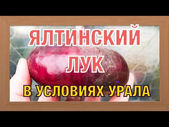 КАК ВЫРАСТИТЬ ЯЛТИНСКИЙ ЛУК В СРЕДНЕЙ ПОЛОСЕ РОССИИ !!!