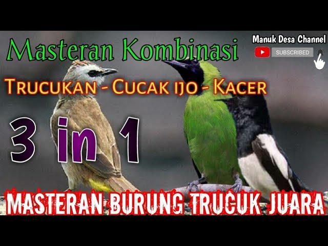 3 in 1 masteran HEBAT burung trucuk kombinasi suara CUCAK IJO - KACER  untuk isian trucukan