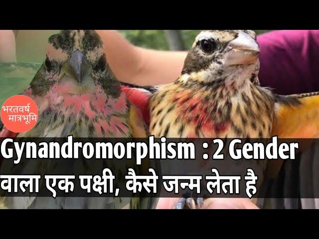 Gynandromorphism: Bird with two genders||2 genders vala bird||How a bird with two gender born