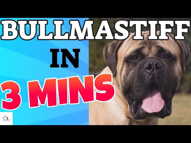 BULLMASTIFF Dog Breed in 3 Minutes (2021)!  About theBullmastiff Dogs in short!