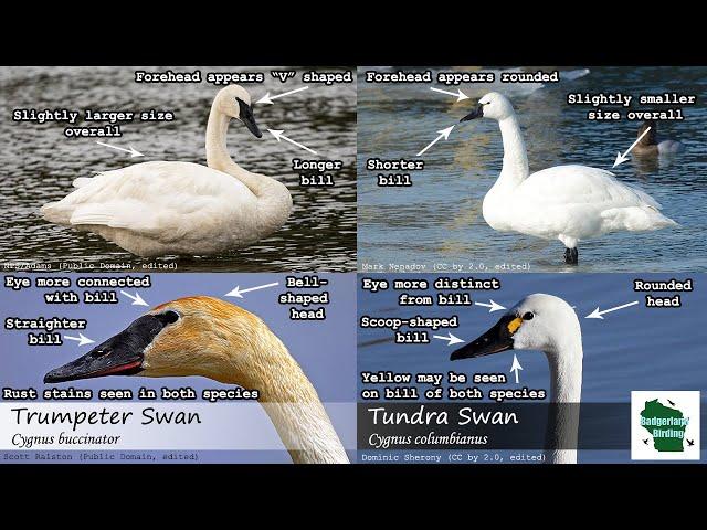 ID Tips: Tundra Swan vs. Trumpeter Swan