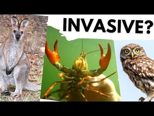 10 ALIEN ANIMALS that should not be in the UK!