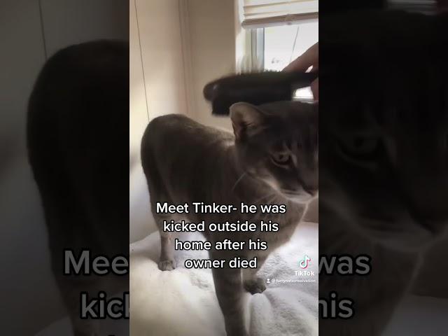 TINKER’s mom died and needs a new home !