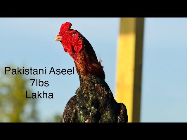 Pakistani Aseel