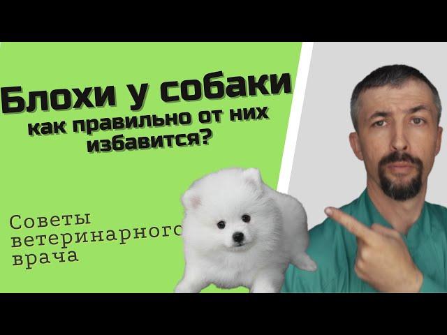 Как правильно бороться с блохами у собак