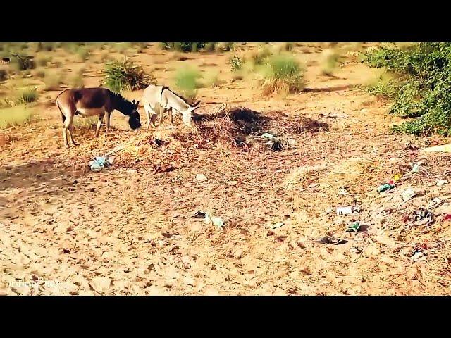Male donkey meeting with Female donkey First time| Animal breading | Animal Meeting |
