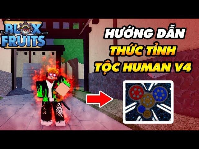 Hướng Dẫn Thức Tỉnh Tộc Human V4 Siêu Mạnh || Blox Fruits!