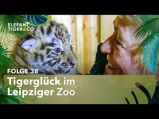 Ein neues Tiger-Baby ist geboren! (Folge 38) | Elefant, Tiger & Co. | MDR