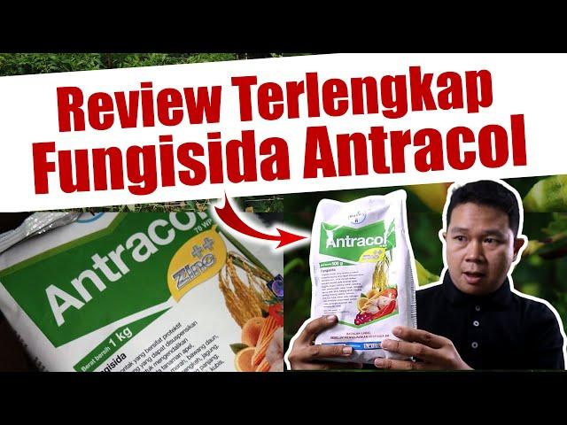 Jangan Salah Beli, Ini Kelebihan dan Kekurangan Fungisida Antracol - Propineb - Kontak - Pestisida