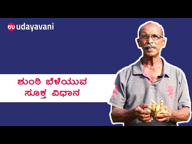 ಶುಂಠಿ ಬೆಳೆಯುವ ಸೂಕ್ತ ವಿಧಾನ | How to Grow Ginger ( Adarak ) in Fields | Udayavani