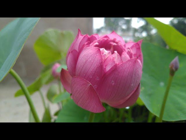 How to Grow Lotus Plant at Home. Liang Li Micro VARIETY. FULL UPDATES.