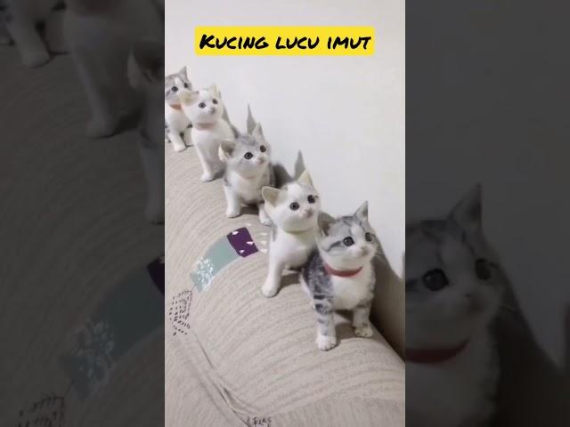 Video kucing lucu menggemaskan #cat