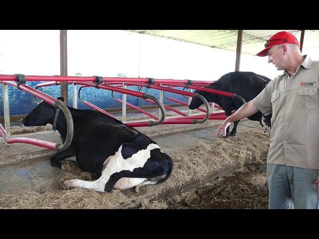 Freestall Barn Management