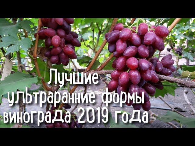 Лучшие ультраранние формы винограда 2019. THE BEST EARLY GRAPE VARIETIES