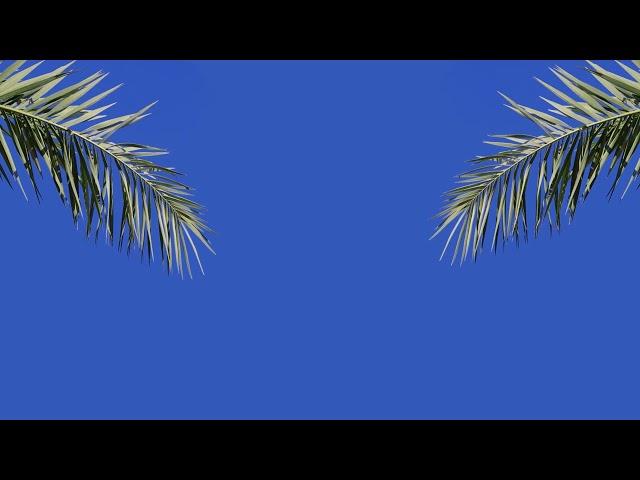 palm tree leaves  4k  royalty free videos