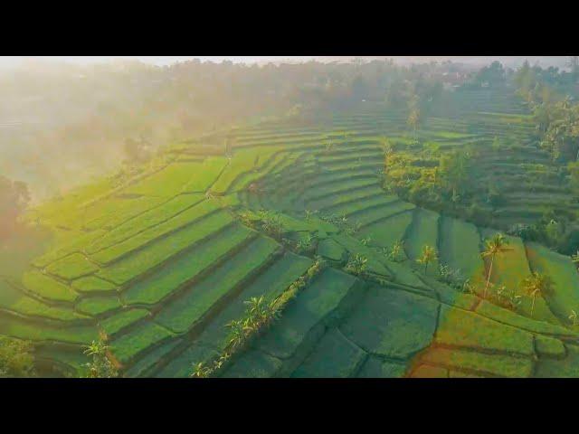 Agriculture In Indonesia Today - KEMENTAN MOVEMENT