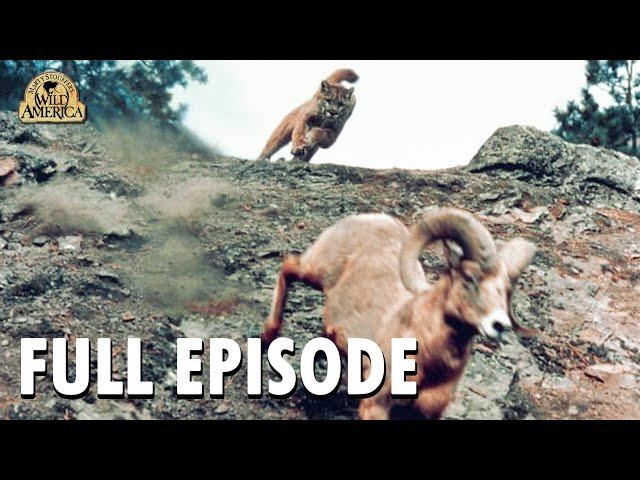 Wild America | Special E3 'Great Escapes' | Wild America Animal Channel