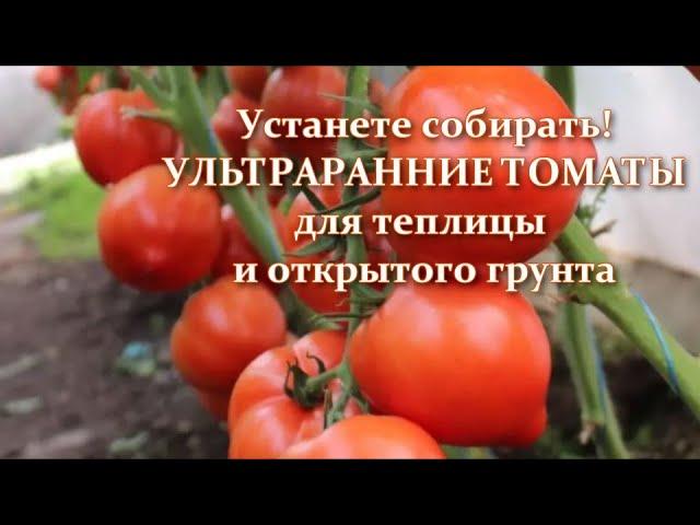 Ultra-early varieties and hybrids of tomatoes for greenhouses. The most productive tall tomatoes