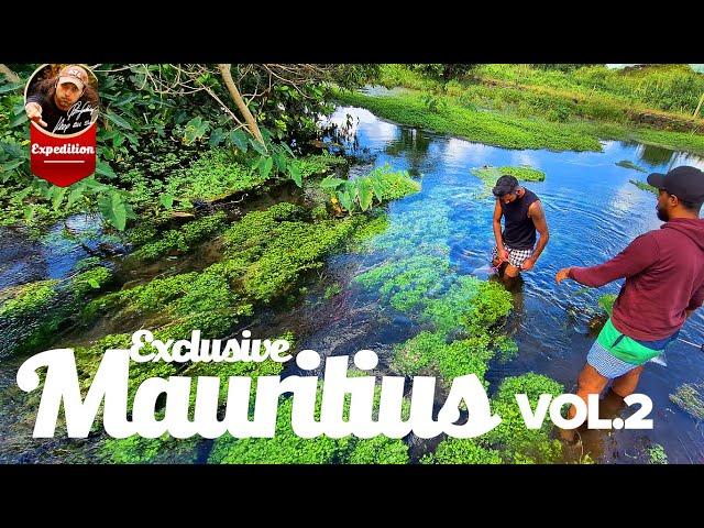 Mauritius - Shrimp in Paradise. Exclusive shrimp discovery !!