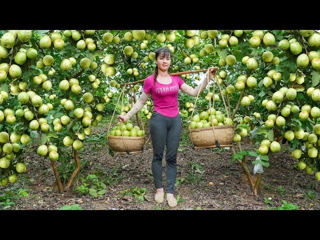 Harvesting A Lot Of Guava Fruit Goes To Countryside Market Sell || Phuong Free Bushcraft